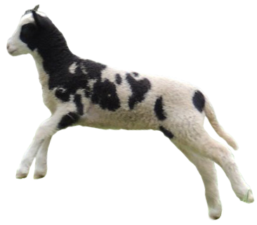 a leaping lamb